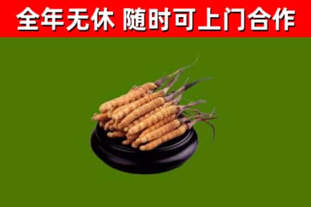 扬中市回收冬虫夏草